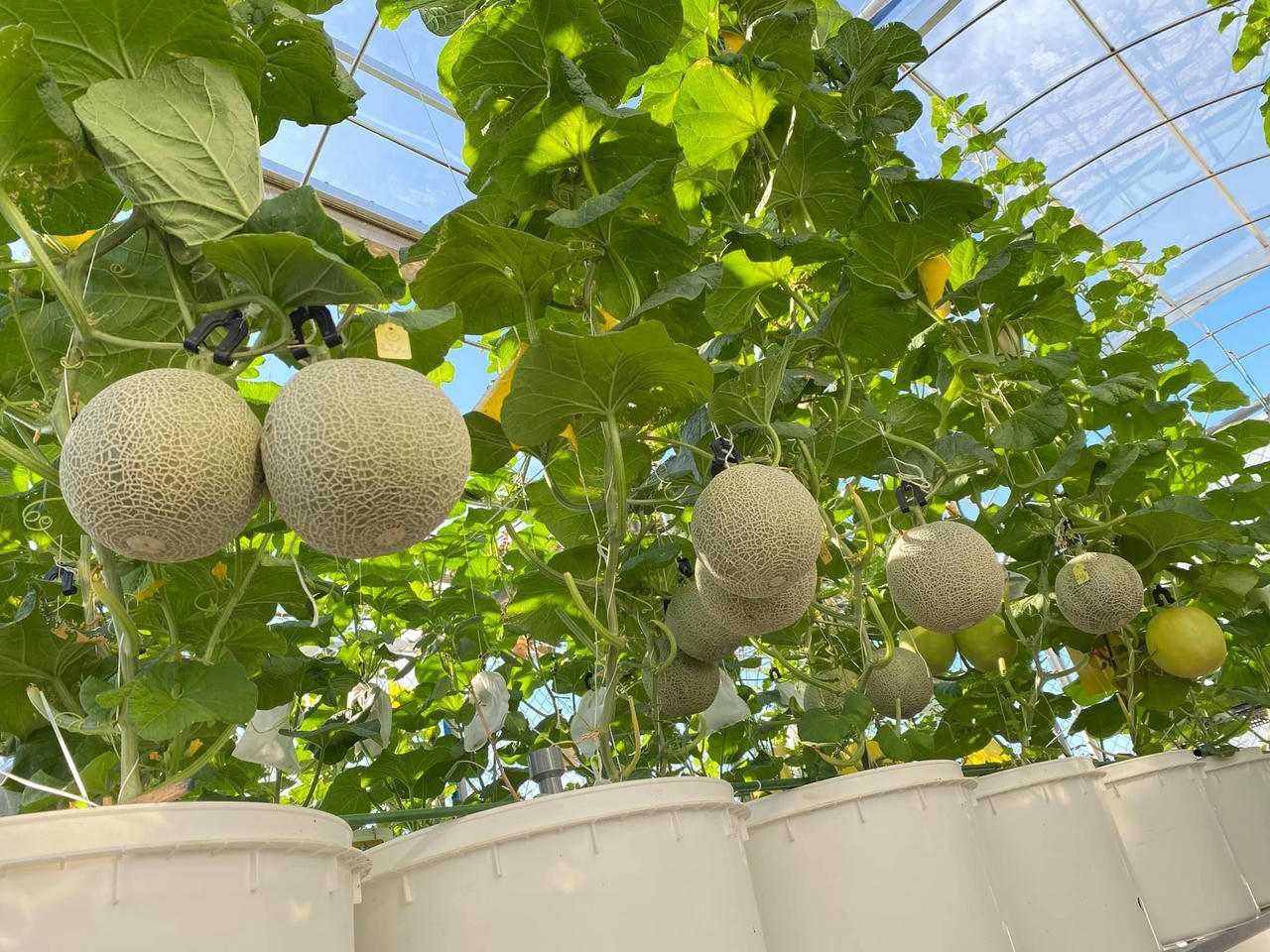 Bí kíp tạo nên những "mùa màng bội thu" trên sân thượng 