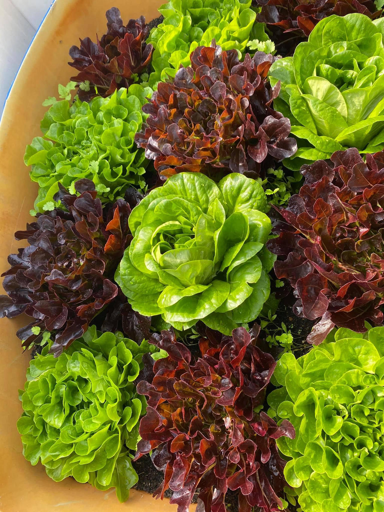 Bí kíp tạo nên những "mùa màng bội thu" trên sân thượng 