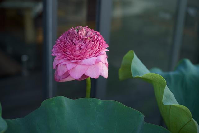 Ở penthouse rộng 300m2 trên tầng 30, vợ chồng trẻ chịu chơi xây hẳn hồ trồng hoa sen ngoài ban công - Ảnh 8.