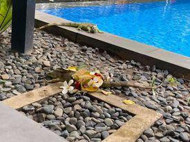 Chung cư cao cấp The Vista TP.HCM: Chuồng thú từ tầng 23 lao thẳng xuống hồ bơi