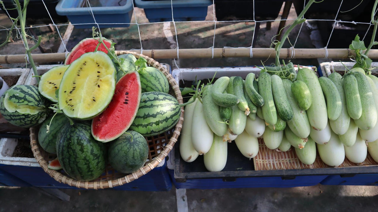 Con gái đòi ăn loại quả chỉ có ở siêu thị thành phố, bà mẹ quê quyết tâm trồng cả vườn trên sân thượng