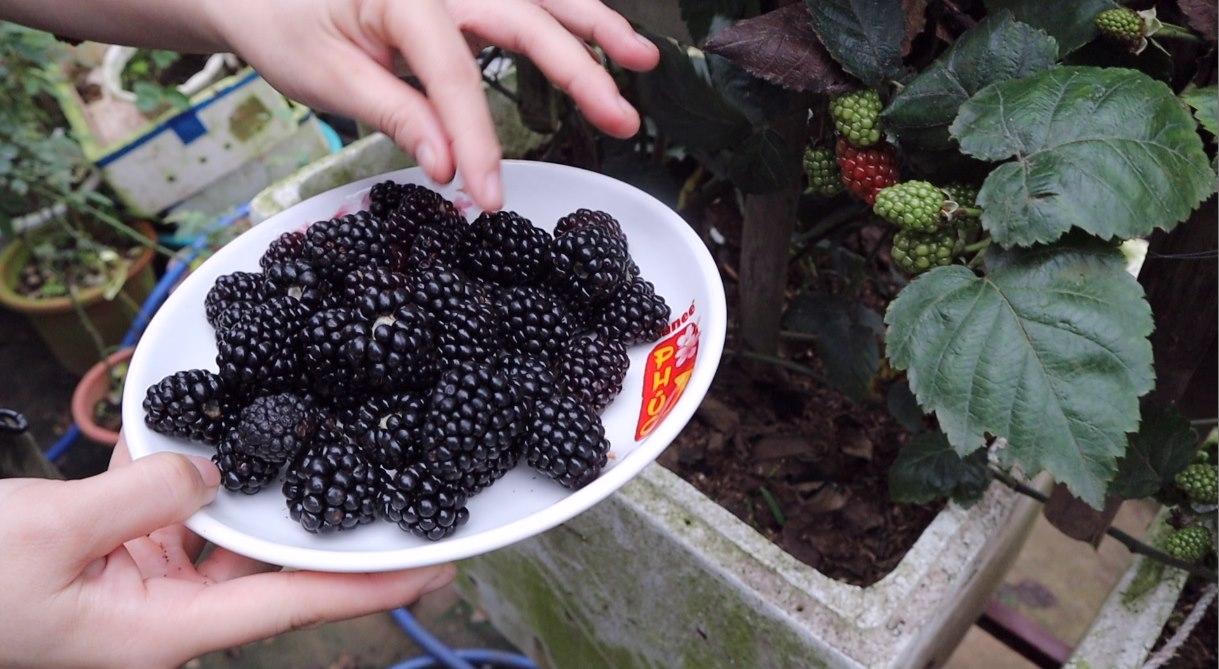 Con gái đòi ăn loại quả chỉ có ở siêu thị thành phố, bà mẹ quê quyết tâm trồng cả vườn trên sân thượng