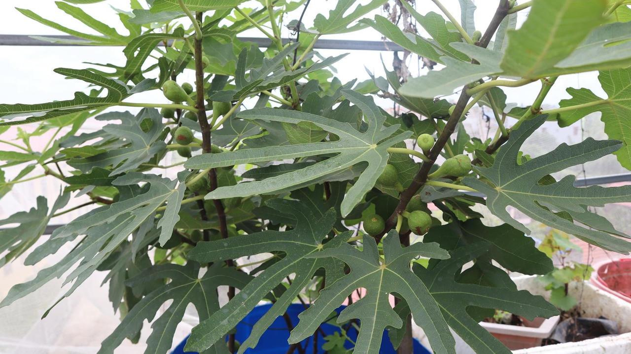 Con gái đòi ăn loại quả chỉ có ở siêu thị thành phố, bà mẹ quê quyết tâm trồng cả vườn trên sân thượng