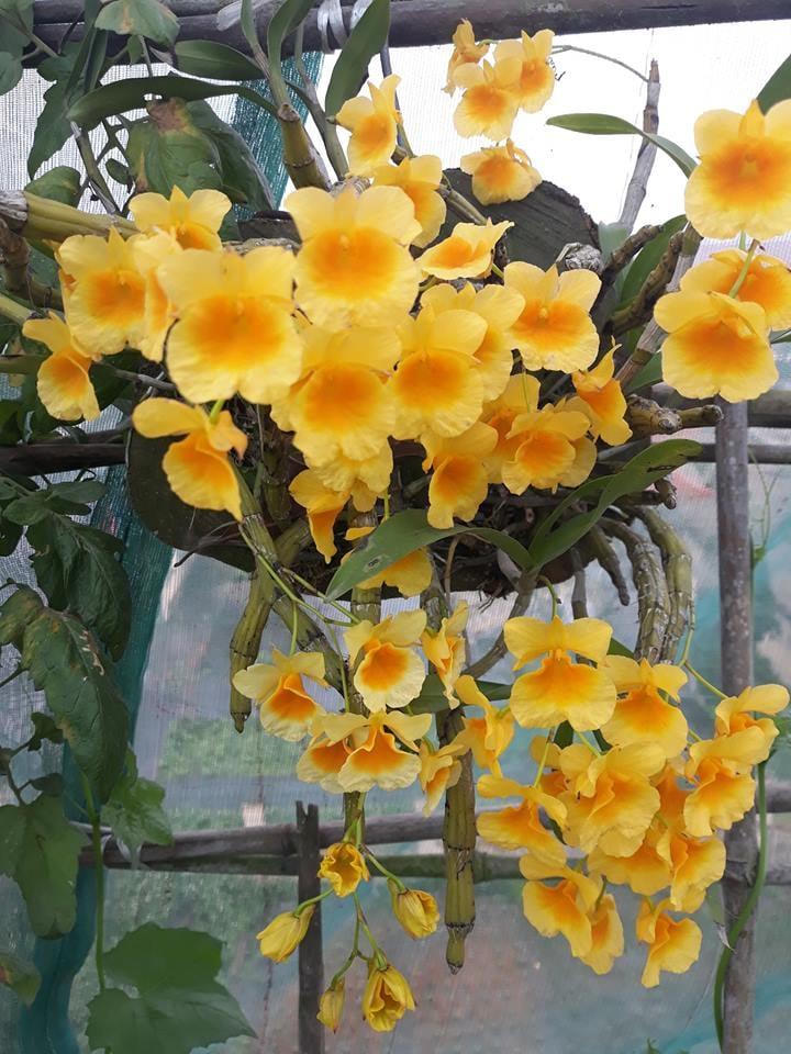 Con gái đòi ăn loại quả chỉ có ở siêu thị thành phố, bà mẹ quê quyết tâm trồng cả vườn trên sân thượng