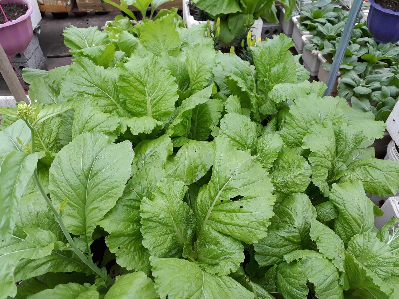 Con gái đòi ăn loại quả chỉ có ở siêu thị thành phố, bà mẹ quê quyết tâm trồng cả vườn trên sân thượng