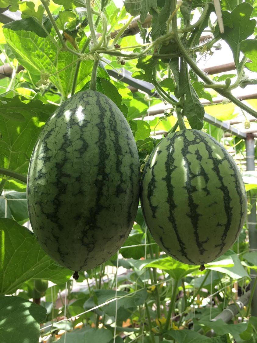 Con gái đòi ăn loại quả chỉ có ở siêu thị thành phố, bà mẹ quê quyết tâm trồng cả vườn trên sân thượng