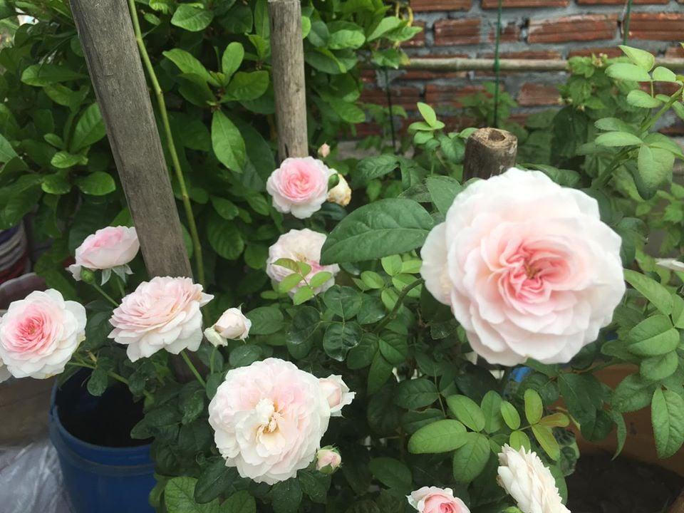 Con gái đòi ăn loại quả chỉ có ở siêu thị thành phố, bà mẹ quê quyết tâm trồng cả vườn trên sân thượng