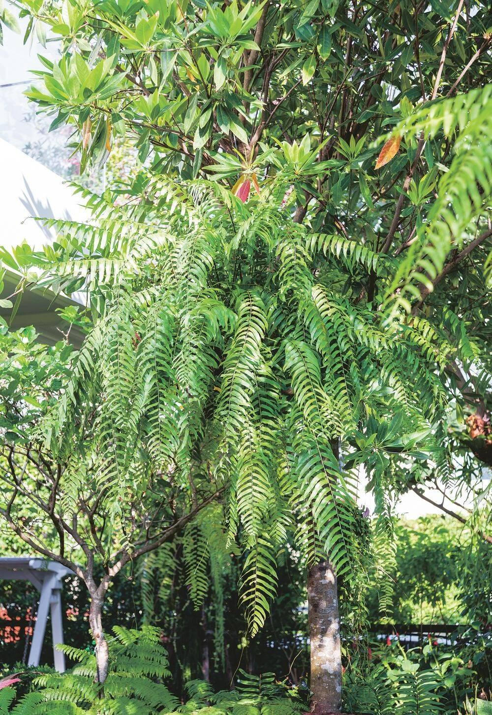 Ngôi nhà có sân vườn, ao cá, thác nước, một “ốc đảo” giữa lòng đô thị