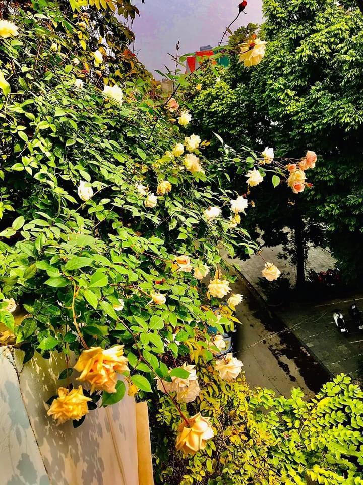 Ngôi nhà phủ đầy hoa leo của nữ thiết kế thời trang