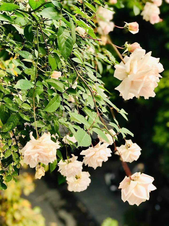 Ngôi nhà phủ đầy hoa leo của nữ thiết kế thời trang