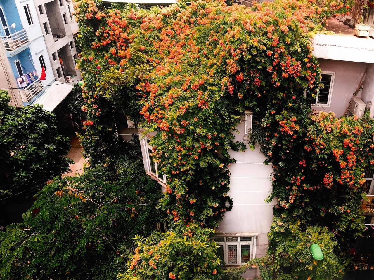 Ngôi nhà phủ đầy hoa leo của nữ thiết kế thời trang