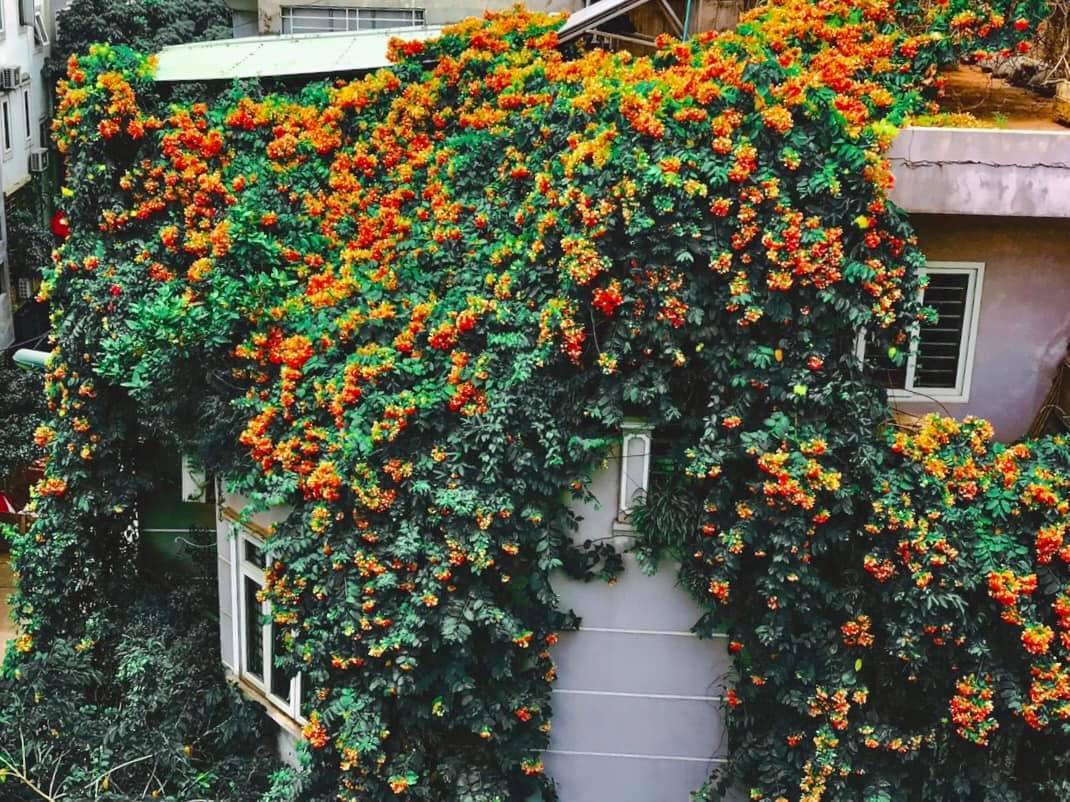 Ngôi nhà phủ đầy hoa leo của nữ thiết kế thời trang