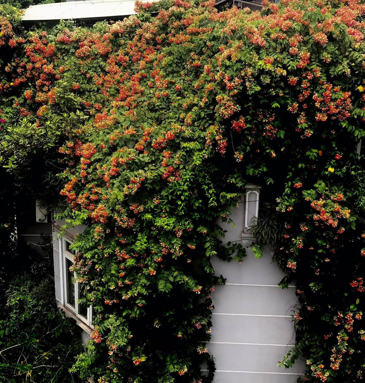 Ngôi nhà phủ đầy hoa leo của nữ thiết kế thời trang