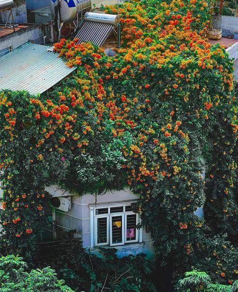 Ngôi nhà phủ đầy hoa leo của nữ thiết kế thời trang