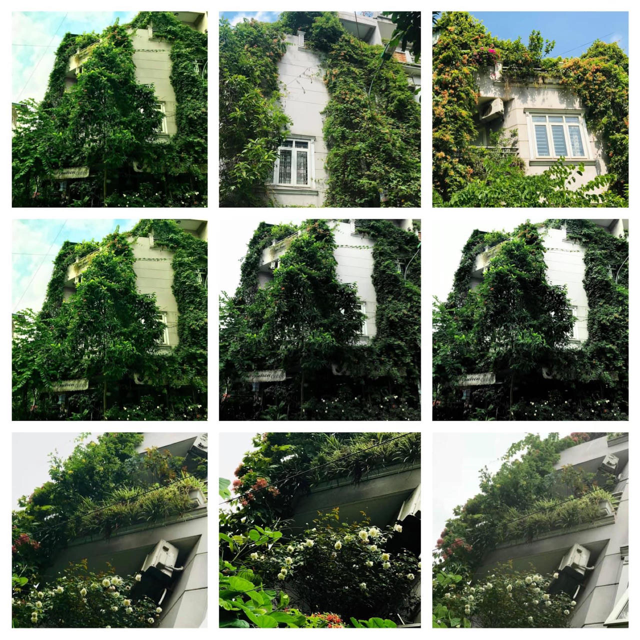 Ngôi nhà phủ đầy hoa leo của nữ thiết kế thời trang