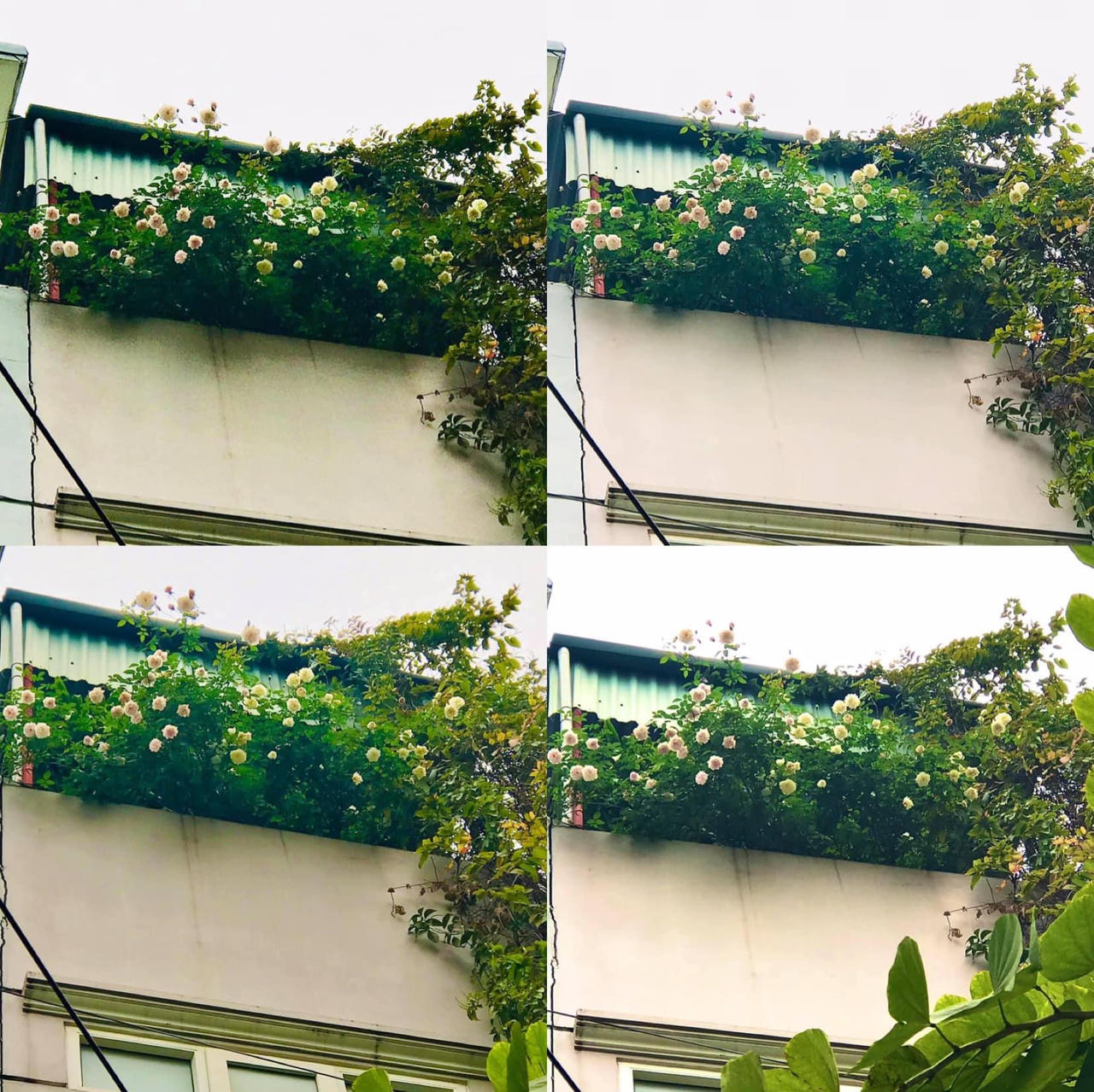 Ngôi nhà phủ đầy hoa leo của nữ thiết kế thời trang