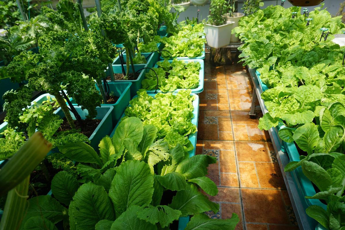 Khu vườn trên không xanh mướt nhờ rác thải nhà bếp