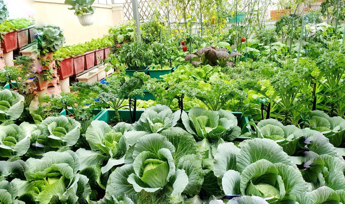 Khu vườn trên không xanh mướt nhờ rác thải nhà bếp