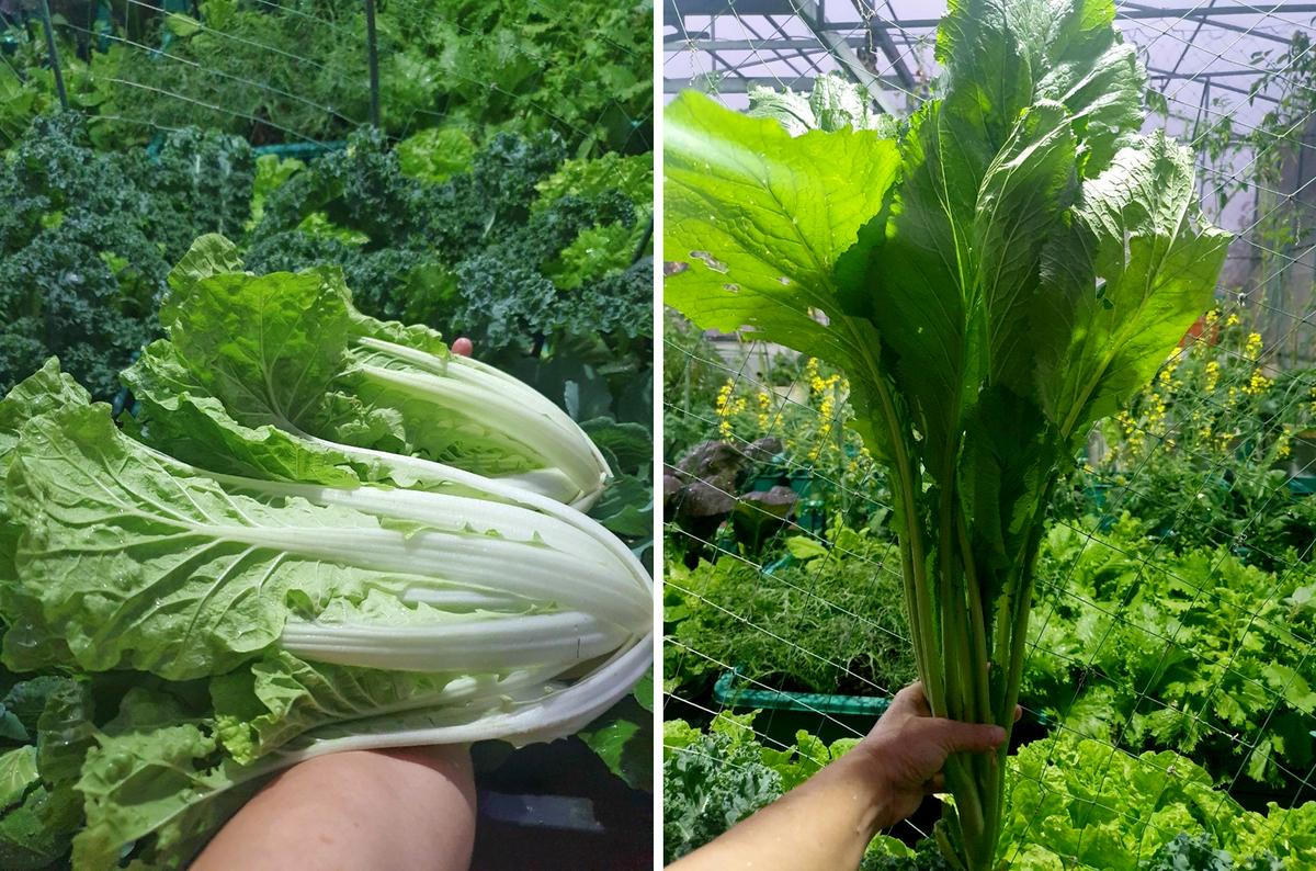 Khu vườn trên không xanh mướt nhờ rác thải nhà bếp