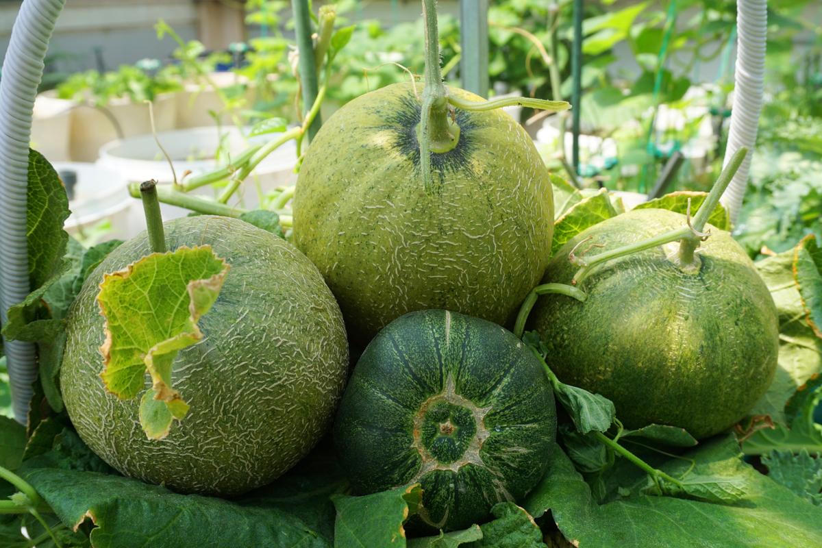 Khu vườn trên không xanh mướt nhờ rác thải nhà bếp