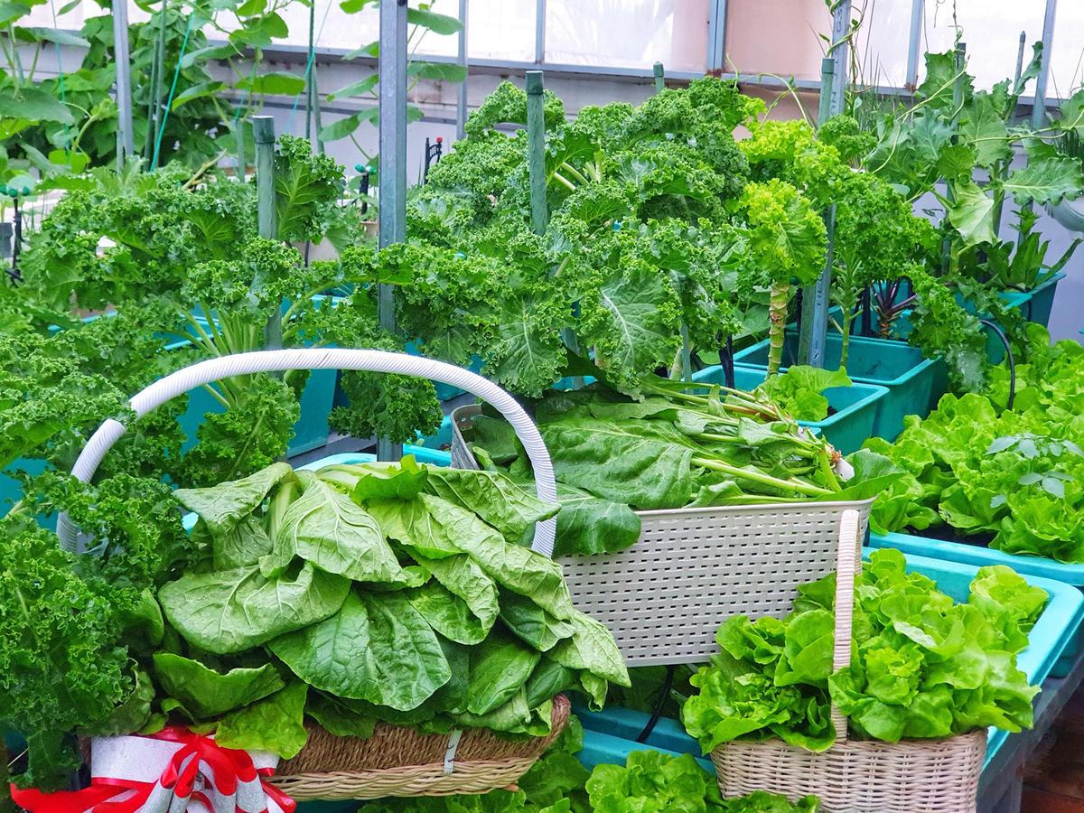 Khu vườn trên không xanh mướt nhờ rác thải nhà bếp