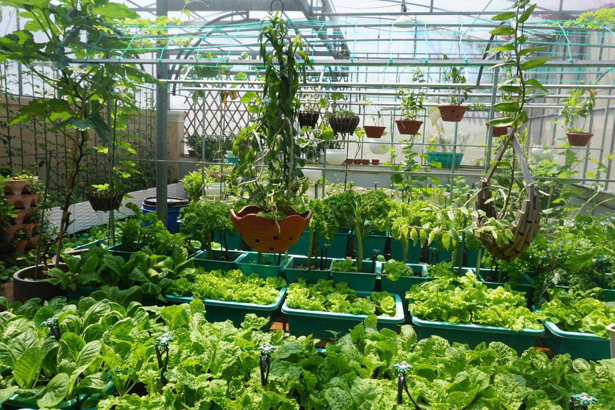 Khu vườn trên không xanh mướt nhờ rác thải nhà bếp