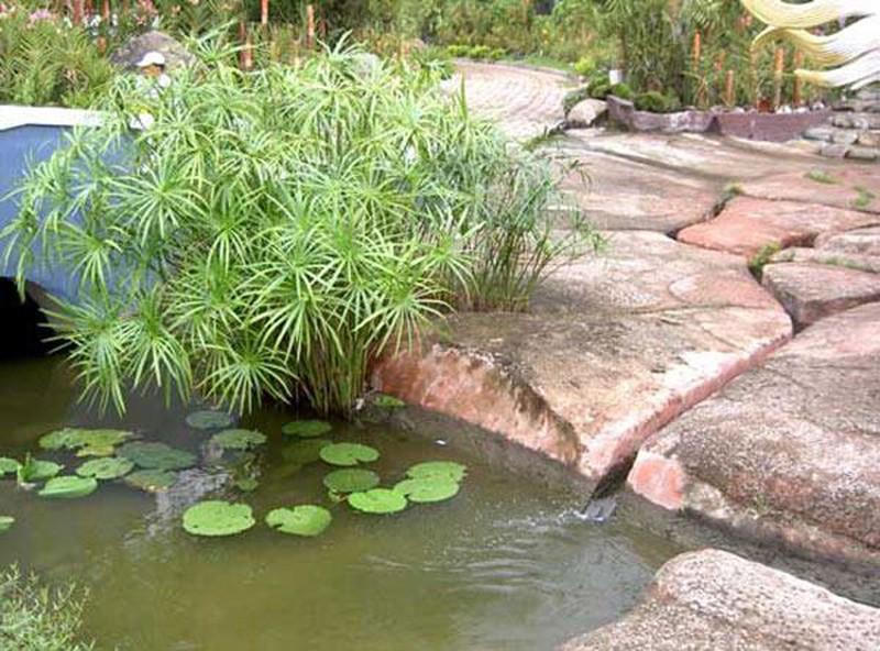 8 cây cảnh tốt cho phong thủy, trồng trước nhà xua tà khí, hút tài lộc - Hình 2 8 cây cảnh tốt cho phong thủy, trồng trước nhà xua tà khí, hút tài lộc