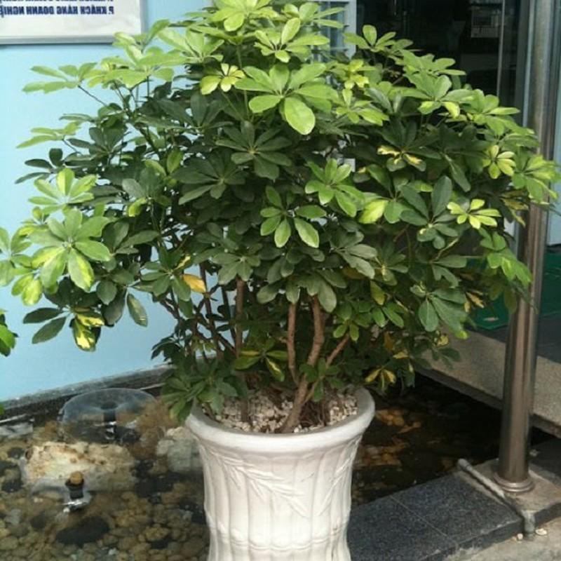 8 cây cảnh tốt cho phong thủy, trồng trước nhà xua tà khí, hút tài lộc - Hình 3 8 cây cảnh tốt cho phong thủy, trồng trước nhà xua tà khí, hút tài lộc