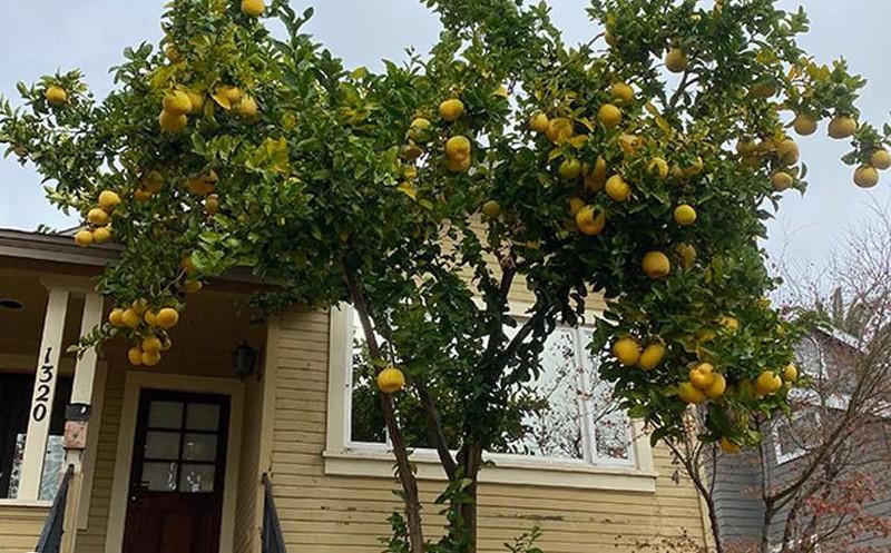 8 cây cảnh tốt cho phong thủy, trồng trước nhà xua tà khí, hút tài lộc - Hình 4 8 cây cảnh tốt cho phong thủy, trồng trước nhà xua tà khí, hút tài lộc