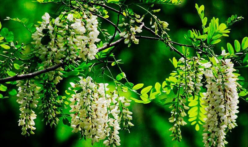 8 cây cảnh tốt cho phong thủy, trồng trước nhà xua tà khí, hút tài lộc - Hình 5 8 cây cảnh tốt cho phong thủy, trồng trước nhà xua tà khí, hút tài lộc