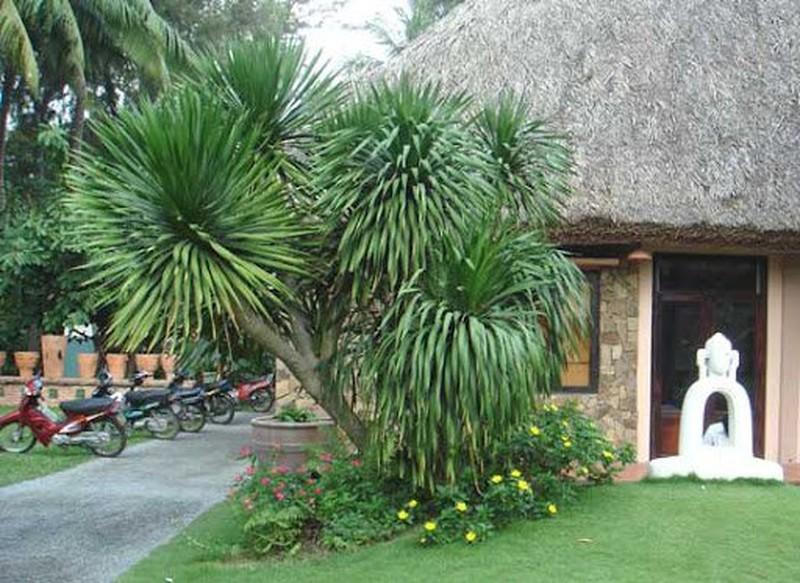 8 cây cảnh tốt cho phong thủy, trồng trước nhà xua tà khí, hút tài lộc - Hình 6 8 cây cảnh tốt cho phong thủy, trồng trước nhà xua tà khí, hút tài lộc