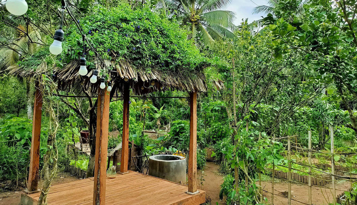 "Bỏ phố về quê", cặp vợ chồng Bến Tre làm khu vườn 500m2 tràn ngập rau trái