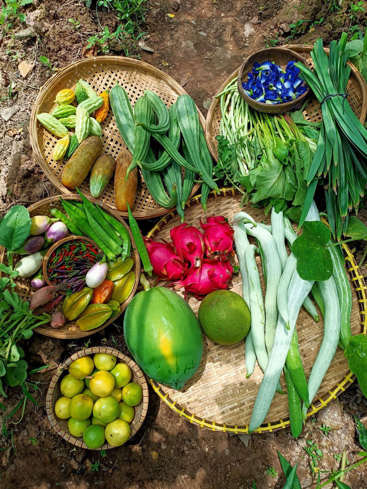 "Bỏ phố về quê", cặp vợ chồng Bến Tre làm khu vườn 500m2 tràn ngập rau trái