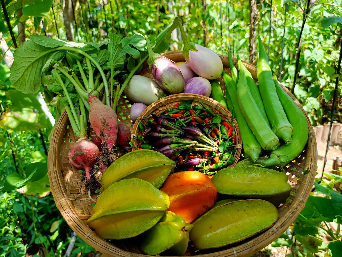 "Bỏ phố về quê", cặp vợ chồng Bến Tre làm khu vườn 500m2 tràn ngập rau trái