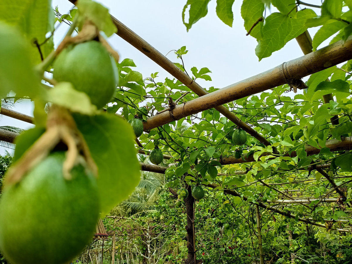 "Bỏ phố về quê", cặp vợ chồng Bến Tre làm khu vườn 500m2 tràn ngập rau trái