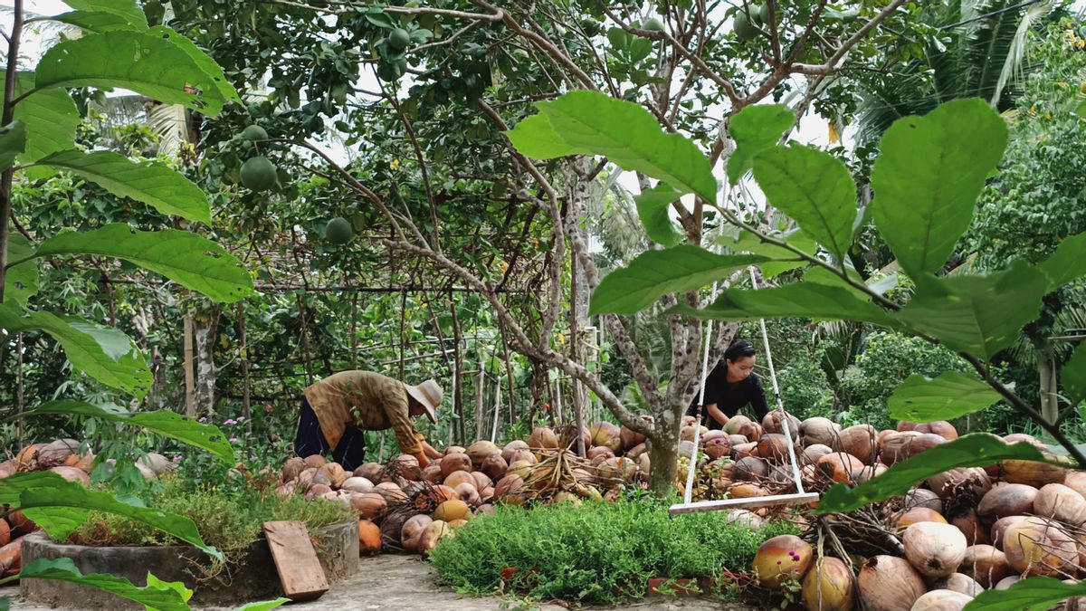 "Bỏ phố về quê", cặp vợ chồng Bến Tre làm khu vườn 500m2 tràn ngập rau trái