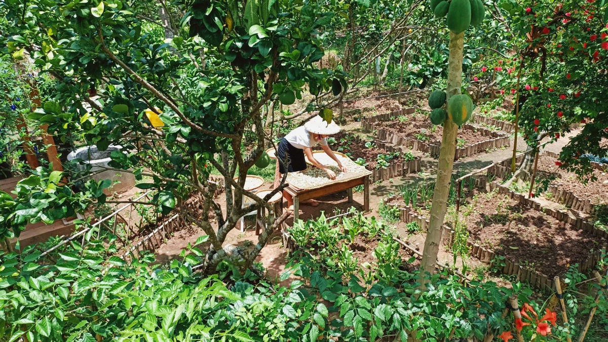 "Bỏ phố về quê", cặp vợ chồng Bến Tre làm khu vườn 500m2 tràn ngập rau trái