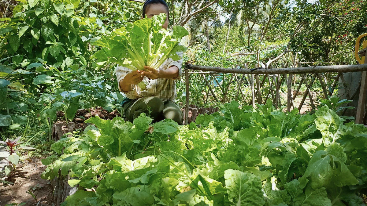 "Bỏ phố về quê", cặp vợ chồng Bến Tre làm khu vườn 500m2 tràn ngập rau trái