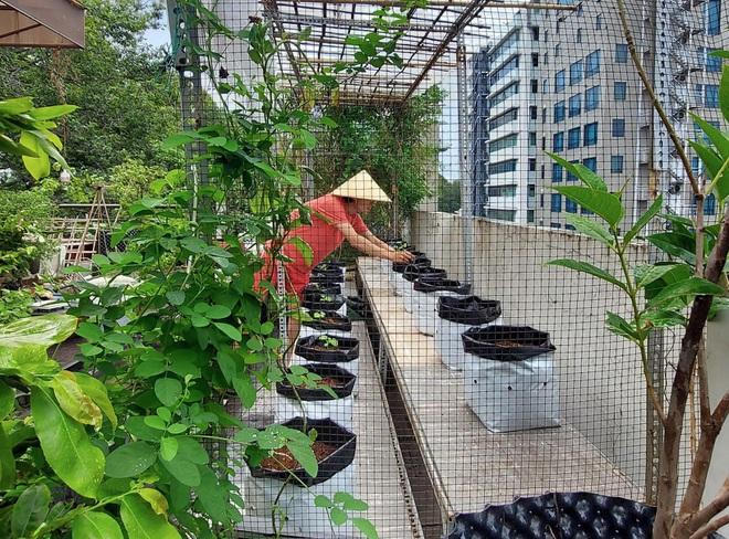 Kiến trúc sư "lột xác" sân thượng cũ bằng khu vườn sum suê giữa TPHCM