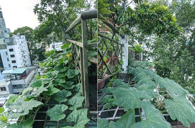 Kiến trúc sư "lột xác" sân thượng cũ bằng khu vườn sum suê giữa TPHCM