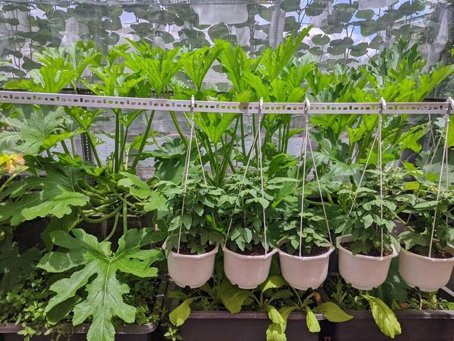 Kiến trúc sư "lột xác" sân thượng cũ bằng khu vườn sum suê giữa TPHCM