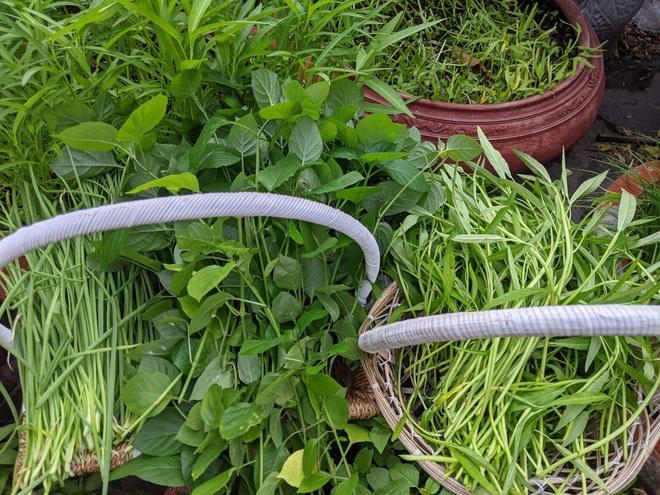 Kiến trúc sư "lột xác" sân thượng cũ bằng khu vườn sum suê giữa TPHCM