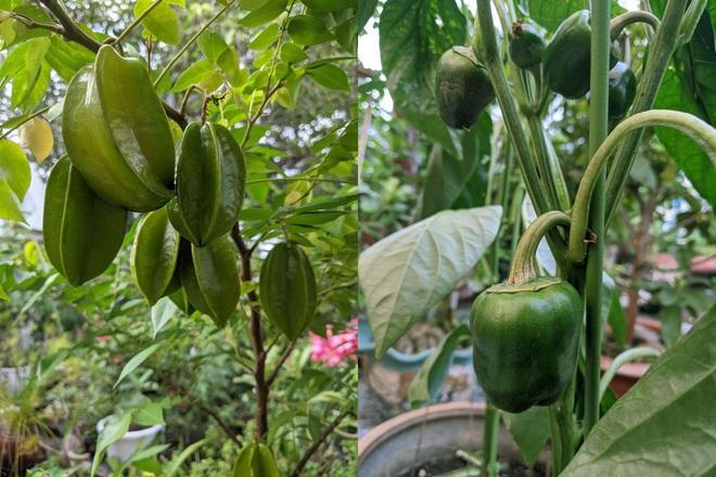 Kiến trúc sư "lột xác" sân thượng cũ bằng khu vườn sum suê giữa TPHCM