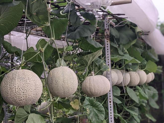 Kiến trúc sư "lột xác" sân thượng cũ bằng khu vườn sum suê giữa TPHCM