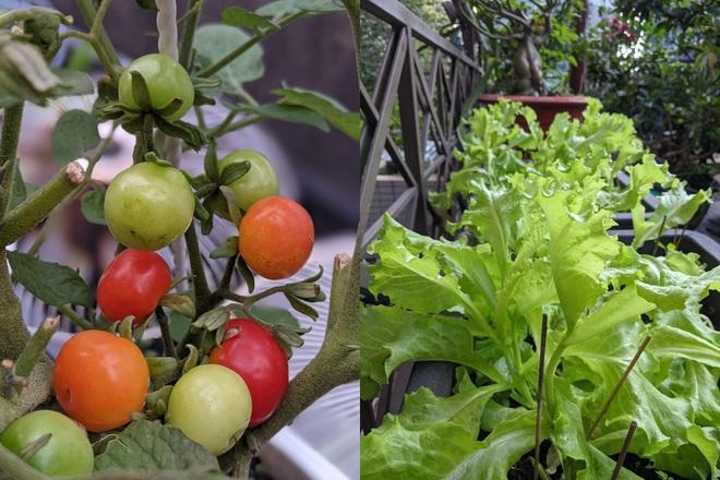 Kiến trúc sư "lột xác" sân thượng cũ bằng khu vườn sum suê giữa TPHCM