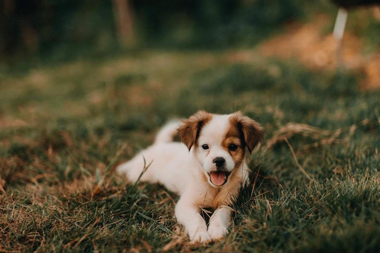 Cô gái rời Thủ đô, về Cao Bằng dựng ngôi nhà gỗ cheo leo bên sườn núi đẹp mê hồn