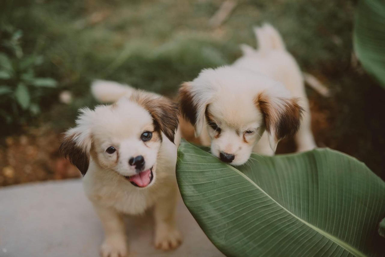 Cô gái rời Thủ đô, về Cao Bằng dựng ngôi nhà gỗ cheo leo bên sườn núi đẹp mê hồn