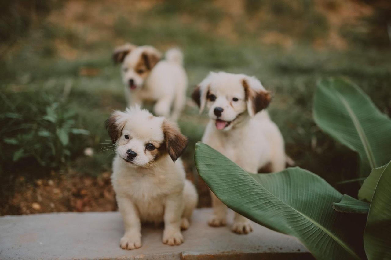 Cô gái rời Thủ đô, về Cao Bằng dựng ngôi nhà gỗ cheo leo bên sườn núi đẹp mê hồn