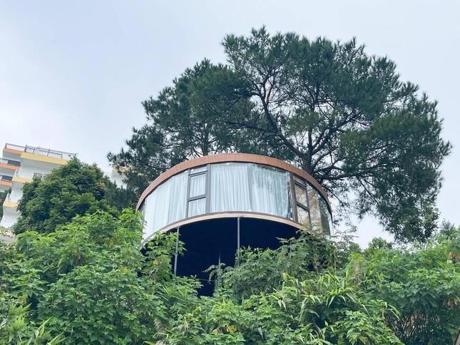 Chán ở mặt đất, gia chủ tự làm nhà trên cây đẹp mơ màng