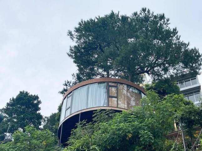 Chán ở mặt đất, gia chủ tự làm nhà trên cây đẹp mơ màng